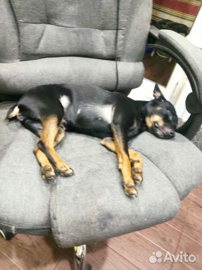 Цвергпинчер