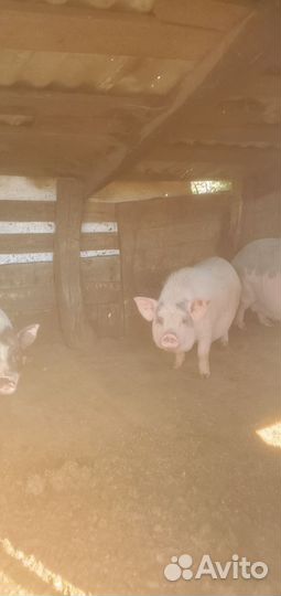 Мясо вьетнамских поросят