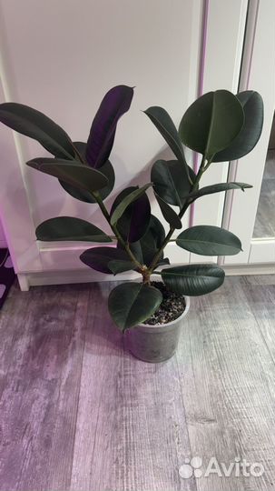 Фикус эластика робуста