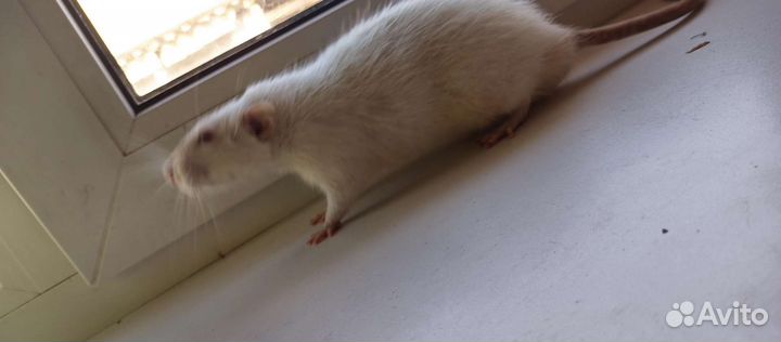 Белая крыса