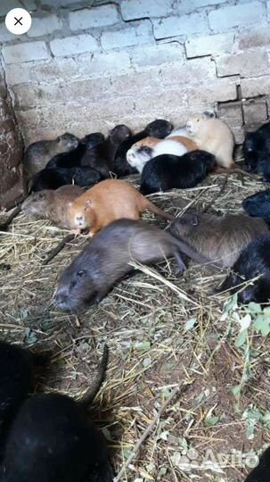 Нутрии на завод