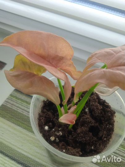 Сингониум конфетти Милк и розовый