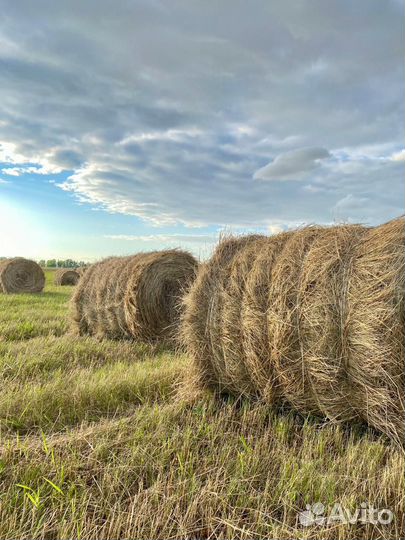 Сено в тюках