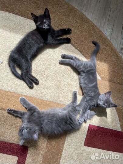 Котята в добрые руки даром