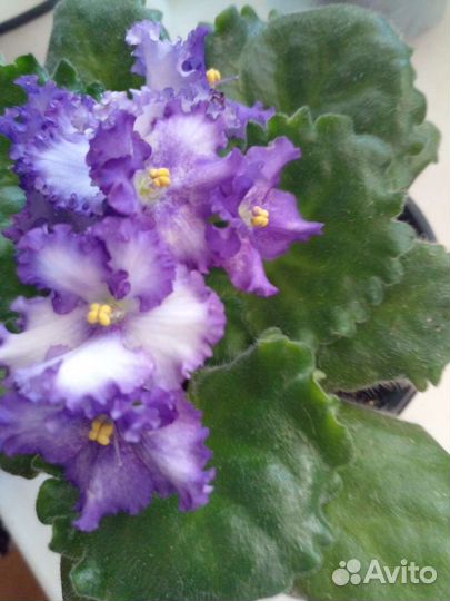 Сортовые фиалки цветущие