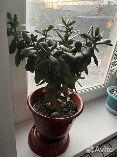 Цветок толстянка