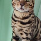 Бенгальский кот, вязка
