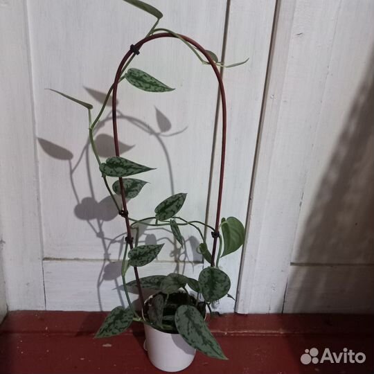 Комнатные растения цветы