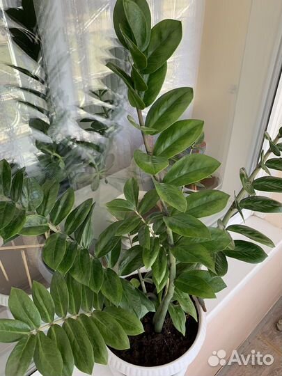 Замиокулькас