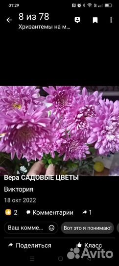 Хризантемы и примулы махровые