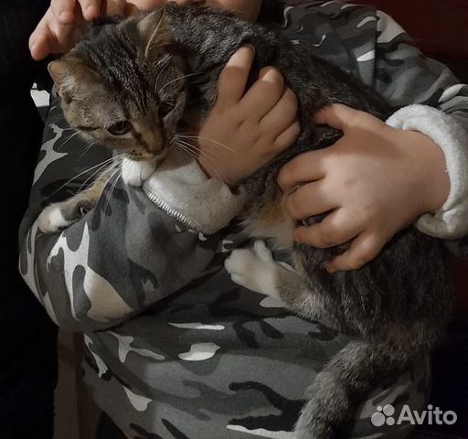 Кошка в дар