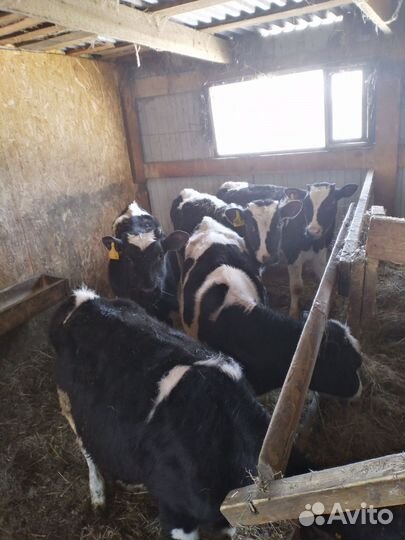 Телята бычки