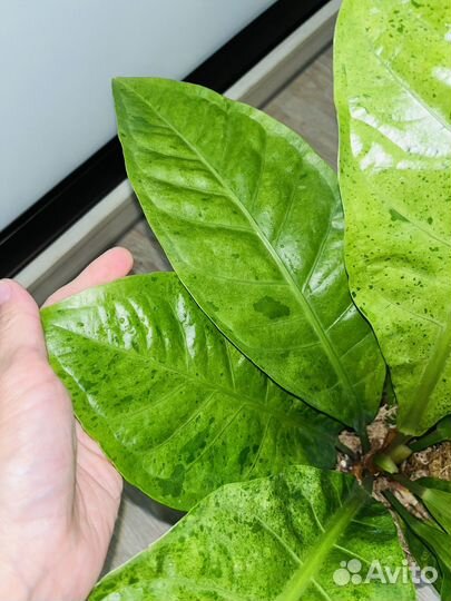 Антуриум вариегатный