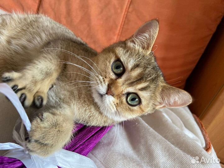 Передержка кошек и собак