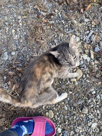 Кошки бесплатно