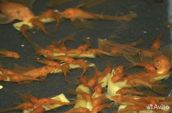 Красная лорикария, кр. неон, скалярии, анциструсы