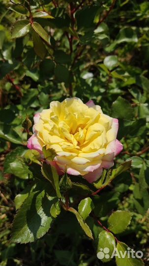 Роза жёлтая бордюрная