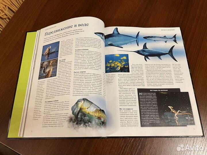 Удивительная жизнь природы