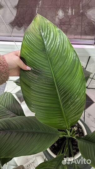 Спатифиллум сенсация