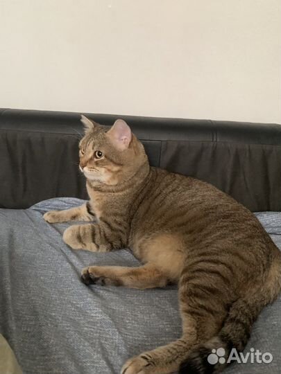 Кот на вязку