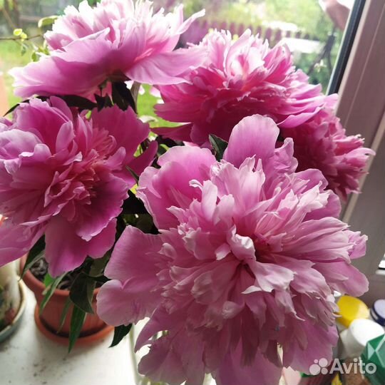 Пион розовый ранний(корни)