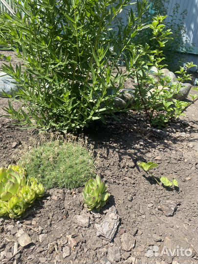 Каменная роза