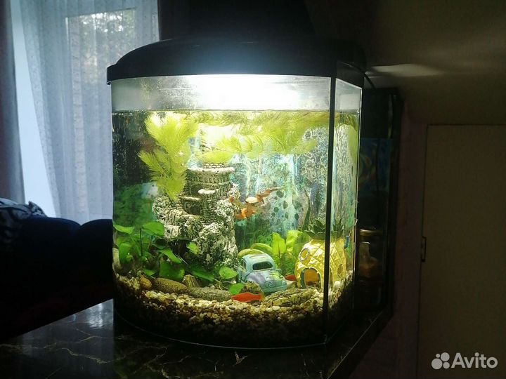 Аквариум