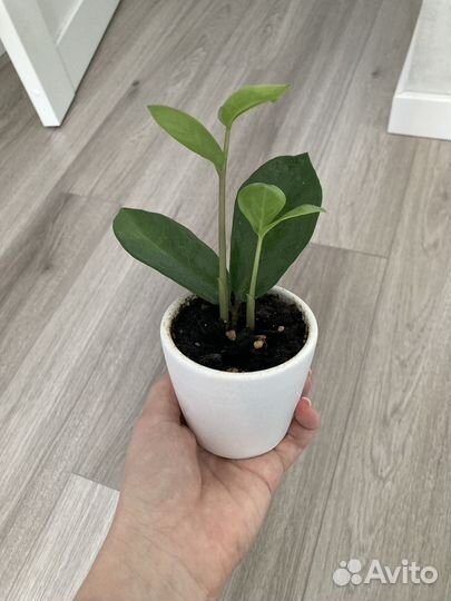 Замиокулькас