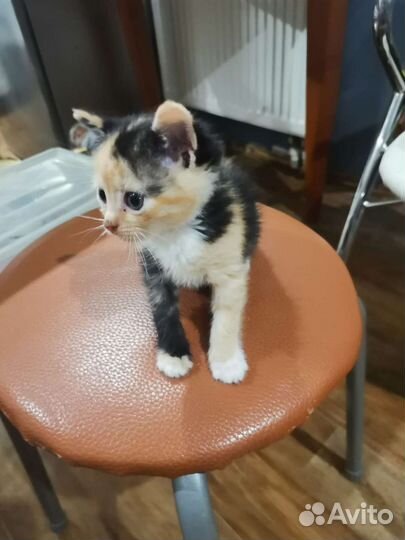 Кошка в дар бесплатно