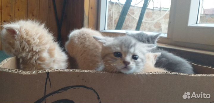 Котята отдам даром