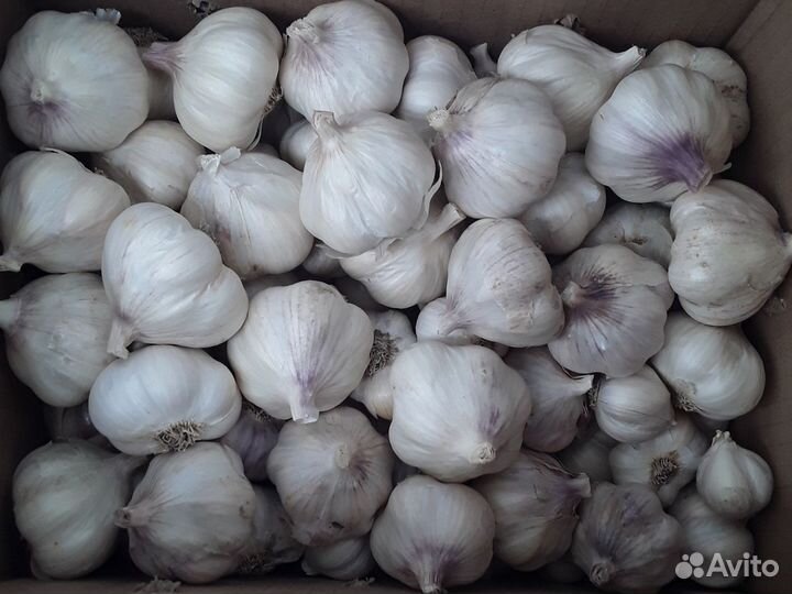 Яровой чеснок