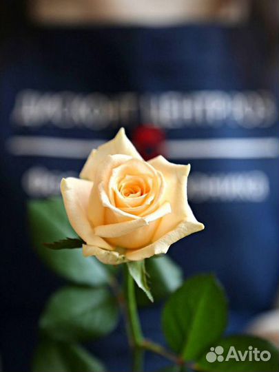 Розы сорта Peach Avalanche 60 см