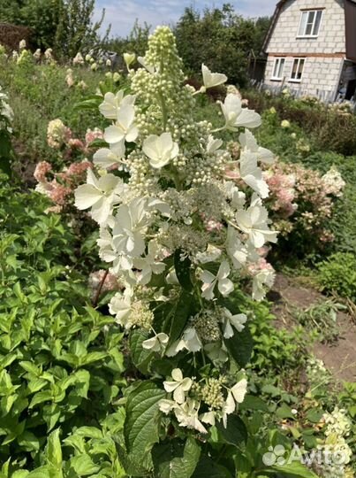 Гортензия метельчатая саженцы в контейнерах