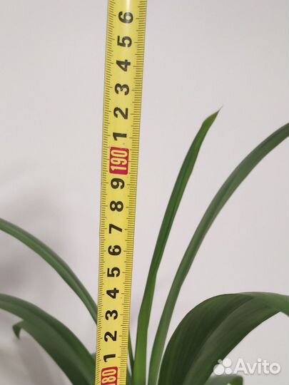 Кордилина 2 метра с горшком (декоративная пальма)