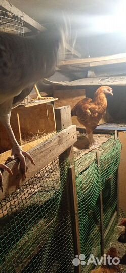 Петух брама