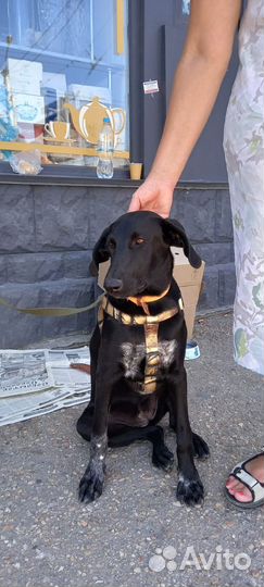 Собака невероятная