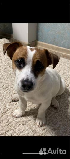 Джек рассел ищет подругу для вязки
