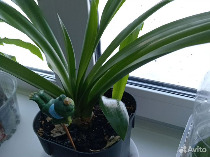 Клеродендрум Томсона