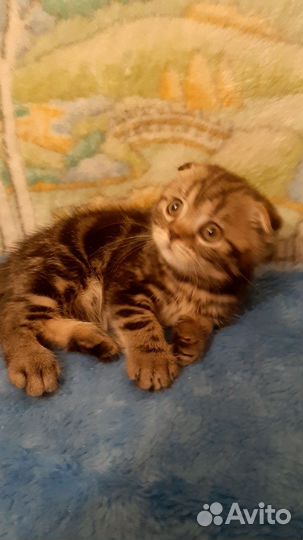 Шотландский котик Мэсси