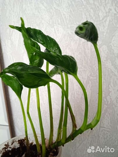 Эпипремнум Годзилла