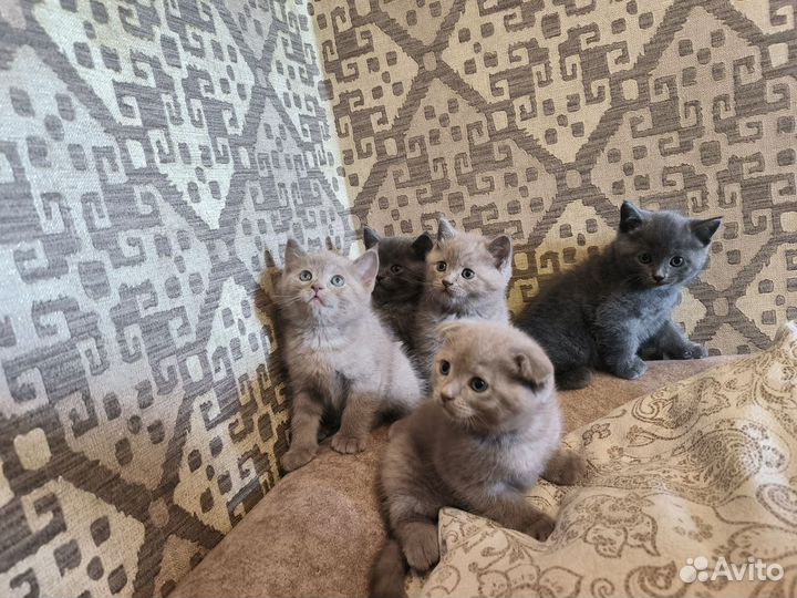 Британские котята