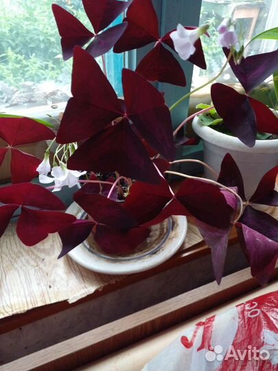 Цветок оксалис (бабочка)