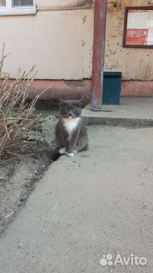 Помогите котику