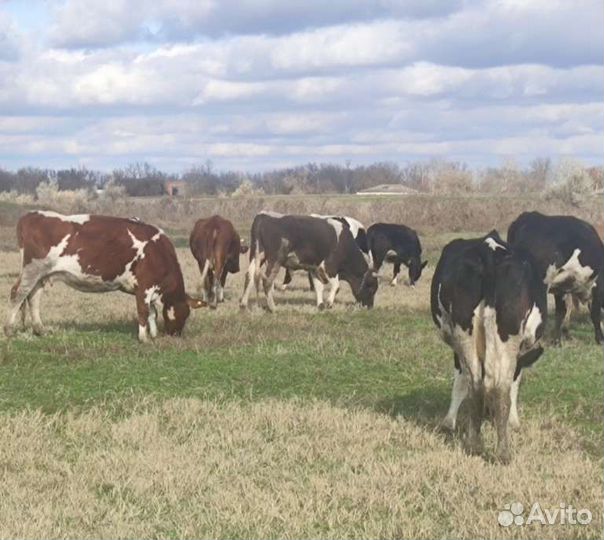 Коровы молочные стельные