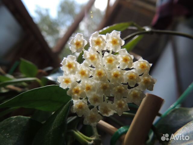 Хойи сортовые 2