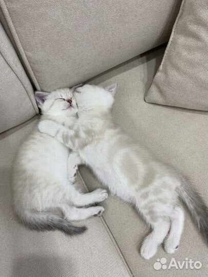 Шотландские котята
