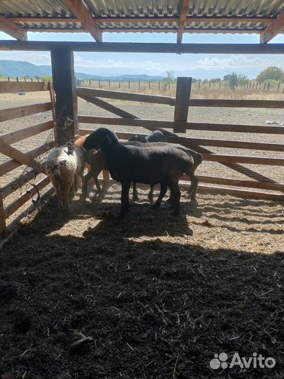 Бараны овцы