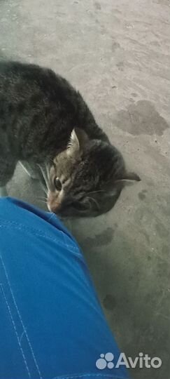 Кошка в дар бесплатно