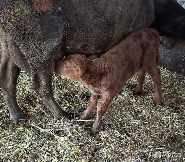 Телята телочки