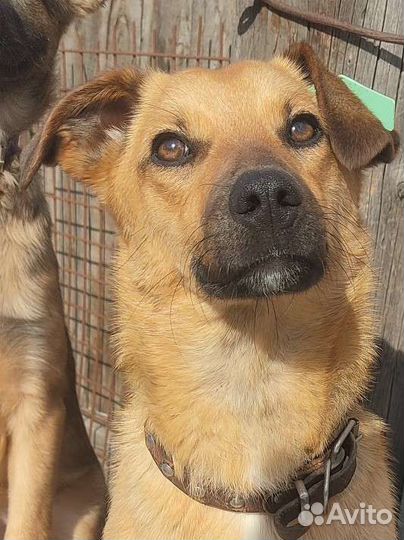 Маленькая собака в квартиру (чуть больше Таксы)